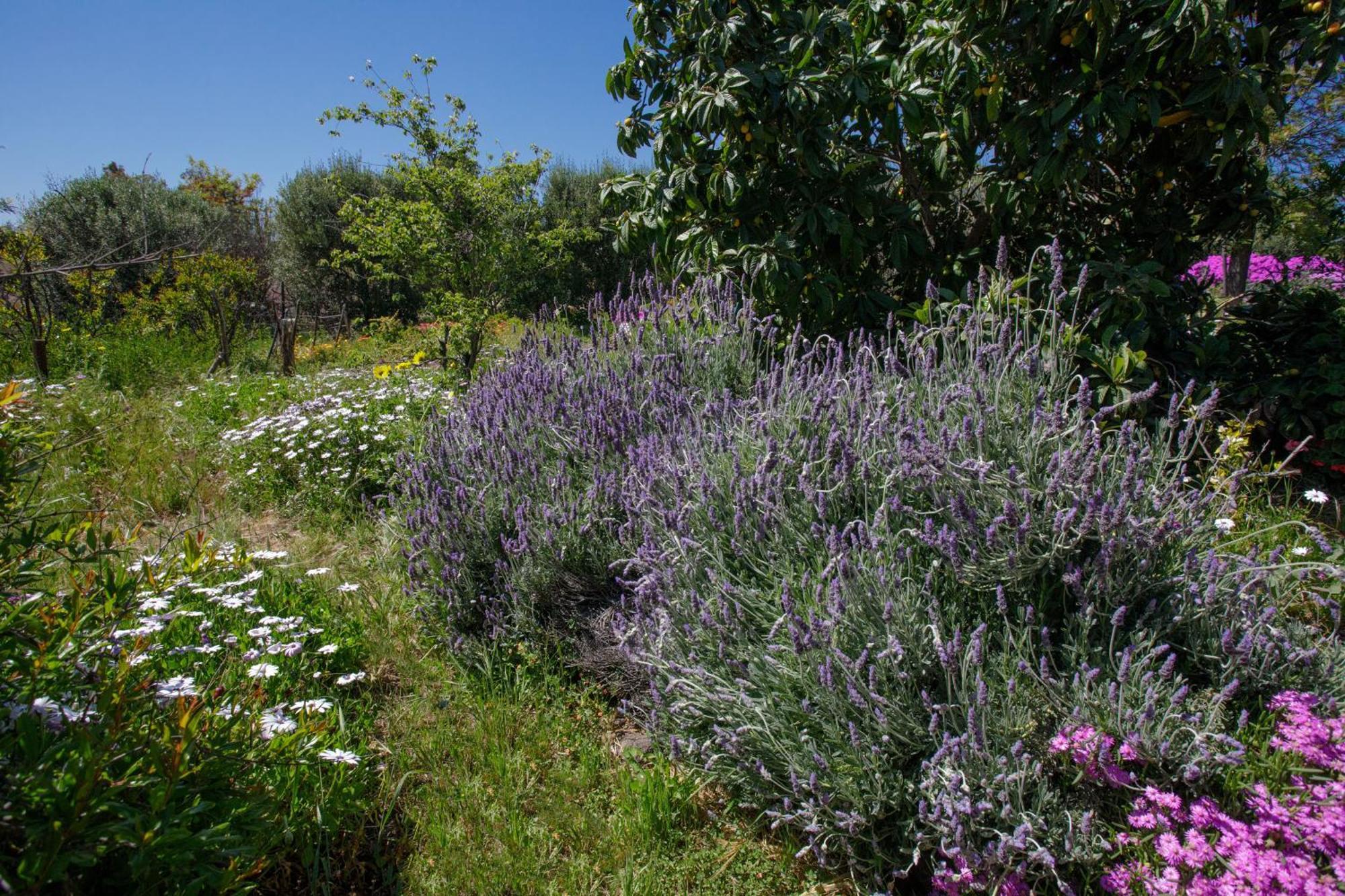Quinta Maria En La Ruta Del Vino Bed & Breakfast Valle de Guadalupe Ngoại thất bức ảnh